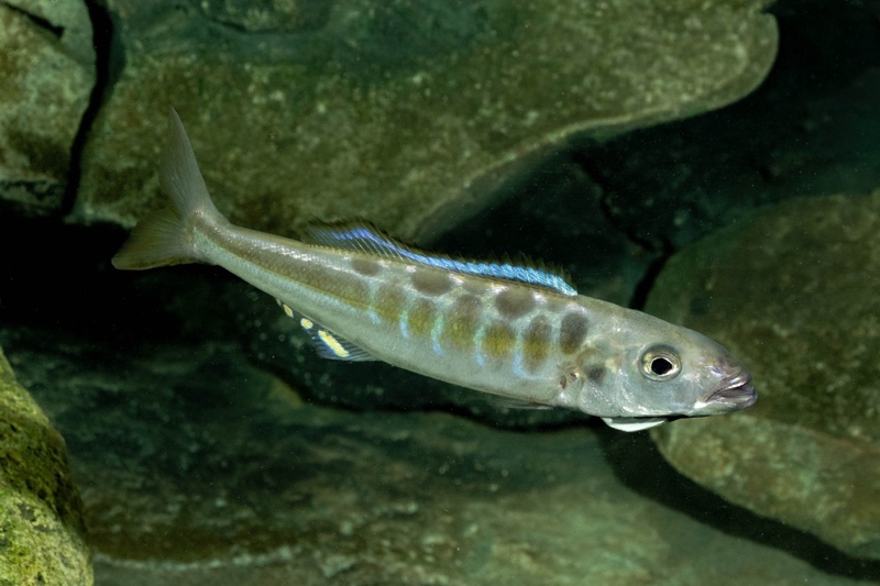 Bathybates fasciatus 'Sibwesa'